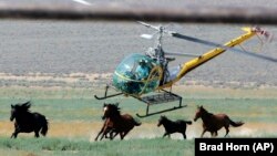 FILE - In this July 13, 2008, file photo, a livestock helicopter pilot rounds up wild horses from the Fox & Lake Herd Management Area in Washoe County, Nev., near the town on Empire, Nev. (AP Photo/Brad Horn, File)