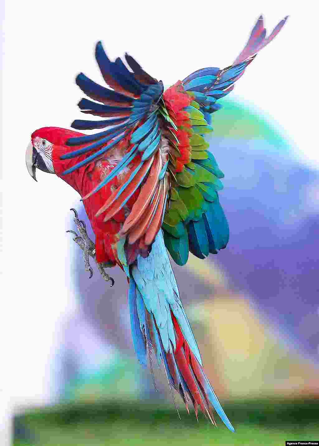 A blue-and-yellow macaw (Ara ararauna) parrot flies during a show in Kuwait City, Jan. 1, 2022.