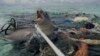 Sushi Served With a Secret Ingredient: Microplastic