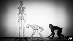 FILE - Skeletons of a human and a monkey await installation at the Steinhardt Museum of Natural History in Tel Aviv, Israel on Monday, Feb 19, 2018. (AP Photo/Oded Balilty, File)