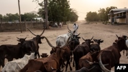 FILE - A man leads his herd of cattle in Maroua, Cameroon, March 2, 2020.