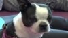 全家练犬伽：人狗双修的开心瑜伽课