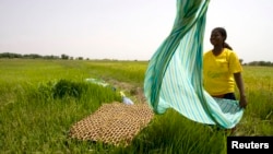 A Senegalese woman cleans her linen with an irrigation system in the town of Richard Toll, Senegal, June 3, 2008