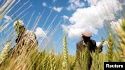 FILE - Ethiopian farmers collect wheat in their field in Abay, north of Ethiopia's capital Addis Ababa, Oct. 21, 2009. 