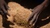International Agencies Concerned about War’s Effect on Wheat Supply