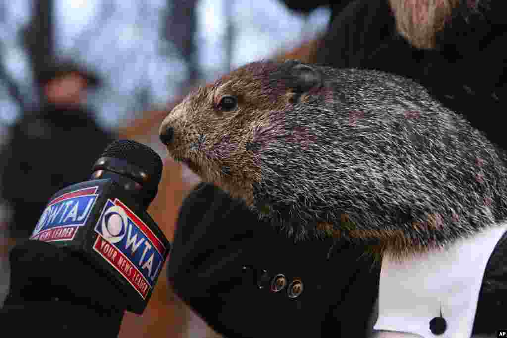 Groundhog Club handler A.J. Dereume holds Punxsutawney Phil, the weather prognosticating groundhog, during the 136th celebration of Groundhog Day on Gobbler's Knob in Punxsutawney, Pennsylvania. Phil's handlers said that the groundhog has forecast six more weeks of winter.
