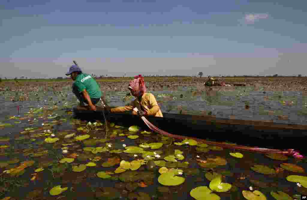 Keluarga di Kamboja mengumpulkan bunga teratai di danau O-Treng, provinsi Kampong Speu. Bunga teratai digunakan sebagai masakan sup di sana.