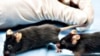 US Scientists Reverse Signs of Aging in Mice