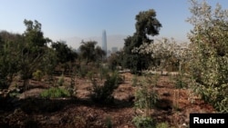A general view of an area with native plants and trees better adapted to grow in a drier environment, while Chile is suffering its worst drought in recent history, at a local park in Santiago, Chile on April 18, 2022. (REUTERS/Juan Gonzalez)