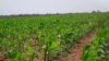 Dez mil pessoas no sector da agricultura familiar em Malanje 