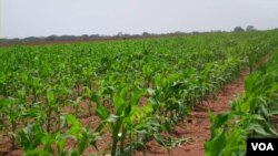 Plantação Pedras Negras em Malanje - Angola