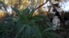Marijuana Inc. Eyes Mexico as Drug Liberalization Looms