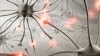 Parasites, Trauma Causes of Epilepsy