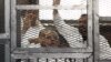 Egyptian-American Detainee Hospitalized in Cairo