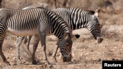 Endangered Grevy's Zebras look for food during drought, in the Samburu national park, Kenya, September 20, 2022. (REUTERS/Baz Ratner)