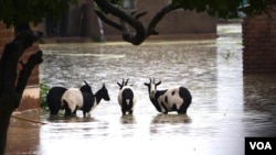 Some of the goats that were left stranded in flooded waters as owners saved their own lives at Makanga Area in Southern Malawi. (Lameck Masina for VOA News)