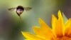 Studies Fuel Dispute Over Whether Banned Pesticides Harm Bees