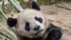 China Kirim Sepasang Panda ke AS untuk Kemitraan Konservasi