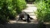 Seekor Komodo di Taman Nasional Komodo, Nusa Tenggara Timur, 6 April 2018. (REUTERS/Henning Gloystein)