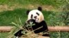 Jelang Pemulangan ke China, Ratusan Fans Panda Fu Bao Ucapkan Selamat Tinggal
