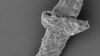 Wondrous Fungus: Fossils are Oldest of Any Land-dwelling Organism