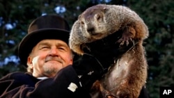 Pengelola Groundhog Club John Griffiths memegang Punxsutawney Phil, groundhog prognostik cuaca, pada perayaan Hari Groundhog ke-131 di Knob di Knob di Punxsutawney, Philadelphia,2 Februari 2017. (Foto: dok). Punxsutawney Phil akan mengumumkan prakiraan cuaca yang ditunjukkan oleh hewan pengerat tersebut selama sisa musim dingin, saat matahari terbit pada hari Jumat, 2 Februari 2018.