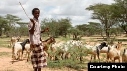 The people of northern Kenya have traditionally been herders, since the land has long been considered too dry for farming November 28, 2014. (Hilary Heuler / VOA News)