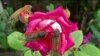 16x9 Image