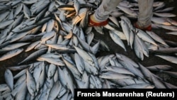 Carapau