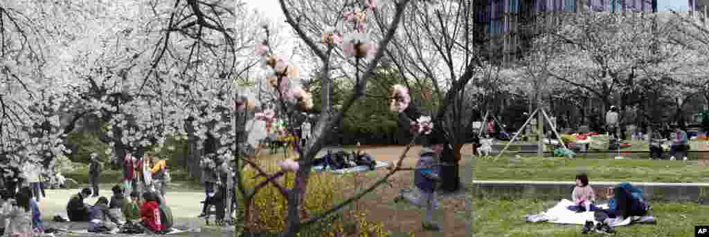 In this combination of photos from Tokyo, Beijing, and Seoul, from left to right: Crowds gather under a canopy of blossoms, April 7, 2017 in Tokyo; a child runs past men resting on a mat at the Yuyuantan Cherry Blossom festival in Beijing, March 25, 2017; visitors sit near cherry blossoms in Seoul, April 9, 2017. 