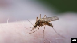 Sweet Bait Lures Malaria Mosquitoes