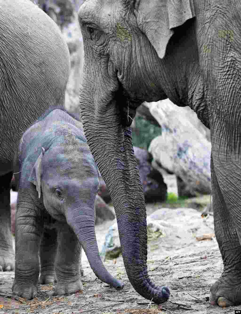 Anak gajah yang bernama Kyan (kiri) merayakan ulang tahun pertamanya di Kebun Binatang Amersfoort di Belanda.