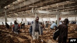 FILE - Tobacco buyers browse through bales at the Tobacco Auction floor in Blantyre, Malawi, April 16, 2015.
