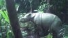 Dua Anak Badak Jawa Langka Terlihat di Ujung Kulon 