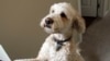 Labradoodle Inventor Now Regrets Creating a ‘Monster’