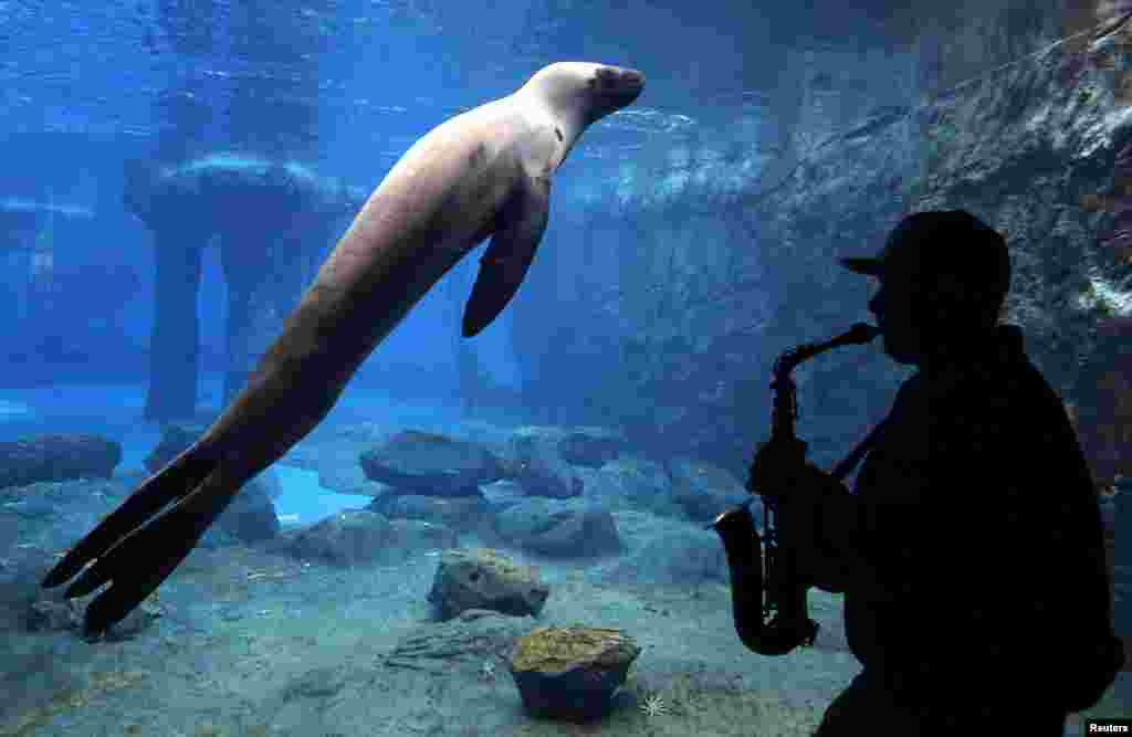 Steve Westnedge memainkan saxophonenya untuk seekor Singa Laut bernama "Casey" sebagai bagian dari pemelitian reaksi binatang terhadap beragam bunyo do Kebun Binatang Taronga, Sydney, Australia.