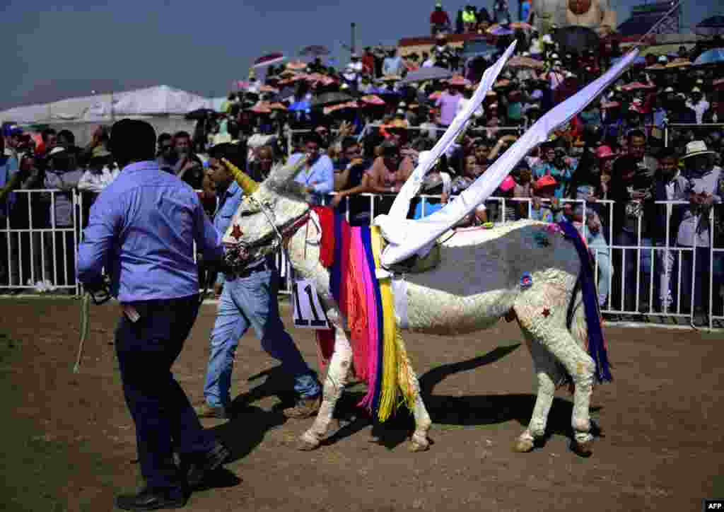 សត្វលាមួយក្បាលត្រូវបានគេតុបតែងជា Unicorn នៅក្នុងពិធី «សត្វលាប្រចាំប្រទេស» ក្នុងទីក្រុង Otumba ប្រទេសម៉ិកស៊ិកកាលពីថ្ងៃទី០១ មេសា ឆ្នាំ ២០១៨។ ពិធី «សត្វលាប្រចាំប្រទេស» ត្រូវបានរៀបចំជារៀងរាល់ឆ្នាំដើម្បីនាំប្រជាជនដែលគាំទ្រការទិញនិងលក់សត្វនេះពីការផុតពូជមកជួបជុំគ្នា។