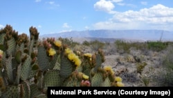 A cactus plant in the Chihuahuan Desert, Big Bend National Park