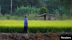 FILE - A farmer works in his rice field in Nakhonsawan province Nov. 14, 2014. Thailand’s rice farmers are struggling with drought, low returns, and rising competition as a new era of trade opens under the ASEAN Economic Community (AEC). But as growers hope to weather the hard times by drawing on years of farming experience and hopes of a revival in rice prices.