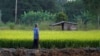 ប្រទេស​ថៃ​ខាត​បង់​ប្រាក់​រាប់​ពាន់​លាន​ដុល្លារ​​ក្នុង​កម្មវិធី​ស្រូវ​អង្ករ
