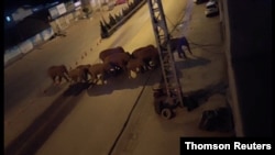 A herd of elephants walk along a road in Eshan, Yunan, China
