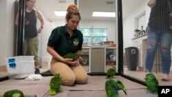 Carolyn Page Smith, especialista en cuidado de animales, atiende a jóvenes loros amazónicos de nuca amarilla y loros rojos en Loxahatchee, Florida, el viernes 19 de mayo de 2023. (Foto AP/Rebecca Blackwell)
