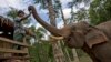 Asian Elephants Reported at Risk from Chinese Demand for Skin
