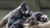 Bunuh dan Makan Lutung Langka, 6 Orang Ditangkap di Vietnam 
