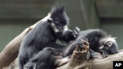 Lutung pemakan daun di Kebun Binatang Henry Doorly di Omaha, Nebraskan, 19 Mei 2005.