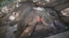 Bayi Gajah Sumatra yang Belalainya Kena Jerat, Akhirnya Mati