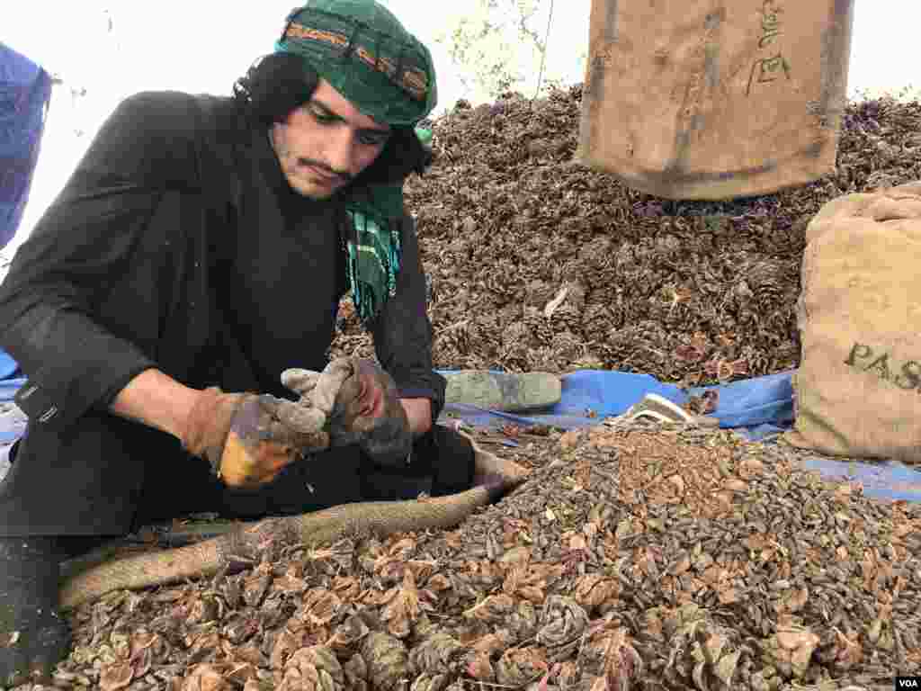 پاکستان اور افغانستان کے درمیان سرحد پر دہشت گردی کے واقعات کو روکنے کے لیے حکومتِ پاکستان نے آہنی باڑ لگائی ہے جس کی وجہ سے تاجروں کے ہزاروں درخت باڑ کے پار افغانستان میں رہ گئے ہیں۔