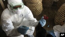 Seorang petugas kesehatan menyuntik unggas untuk mencegah penyebaran flu burung. (Foto: Dok)