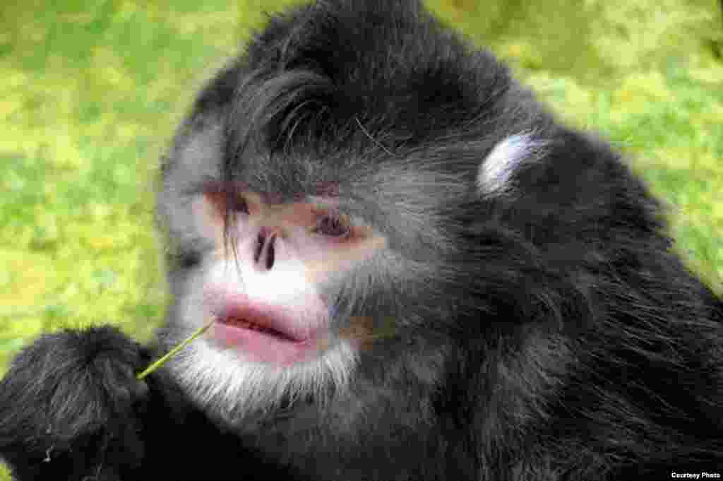 Rhinopithecus strykeri. Common Name: Sneezing Monkey. The Sneezing monkey from Myanmar, sneezes when it rains, and is believed to be critically endangered. (Photo: Thomas Geissmann / Fauna & Flora International)