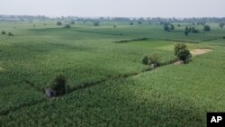 Sprawling fields of sugar cane are visible near Meerut, India, on August, 30, 2023. (AP Photo/Altaf Qadri)